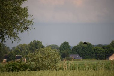 Ağacı ve bulutlu gökyüzü olan güzel bir manzara.
