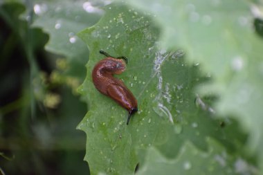 Yeşil yapraklı bir salyangoz