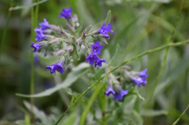 Bahçedeki güzel çiçekler