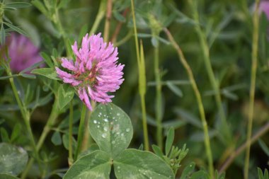 Yeşil bir arka plan üzerinde pembe yonca çiçek