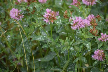 Ormanda yonca çiçekleri