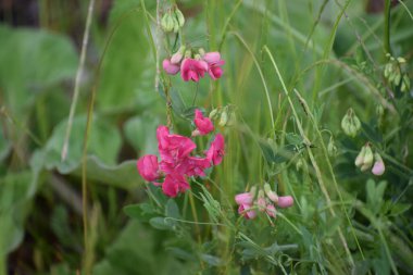 Güzel botanik fotoğrafı, doğal duvar kağıdı.
