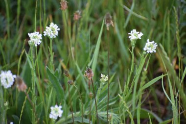Ormanda güzel beyaz çiçekler