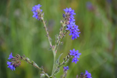 Bahçedeki güzel çiçekler
