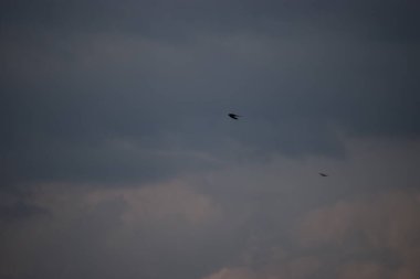 Gökyüzünde bir kuş sürüsü