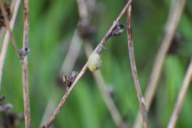 Arka planda bulanık yeşil bir yaprağın yakın plan görüntüsü.
