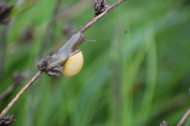 Sarı çiçeğin yakın çekimi.