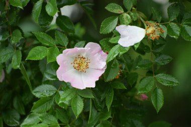 Bahçedeki güzel çiçekler