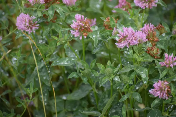 Ormanda yonca çiçekleri