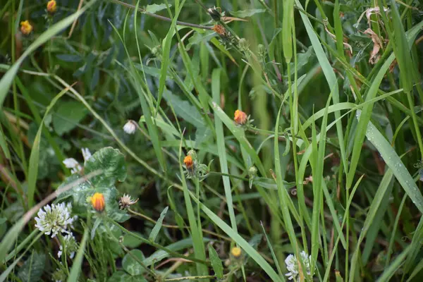 Bahçedeki güzel çiçekler