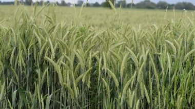 Yeşil çimenli buğday tarlası