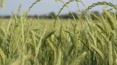Yazın buğday tarlası