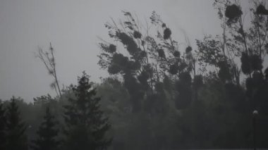 Sonbaharda ormandaki ağaçlar.