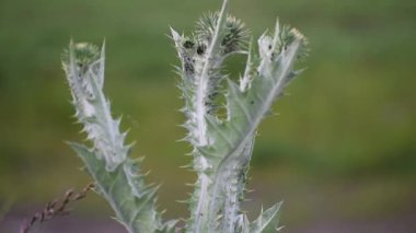 Bir çiçeğe yakın çekim