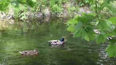 Ördek suda yüzüyor.