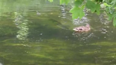 Doğanın güzel manzarası