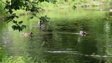 Bir ördek sürüsü suda yüzüyor.