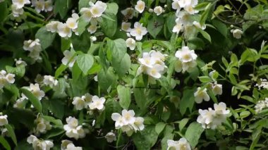 Yeşil yapraklı beyaz çiçekler