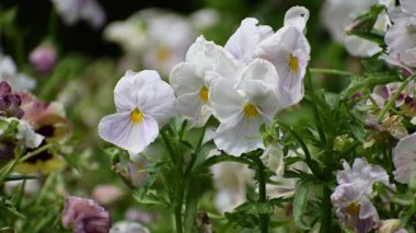Bahçedeki güzel çiçekler