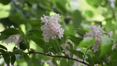 Bahçede beyaz çiçekler