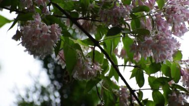 Bahçede güzel bahar çiçekleri