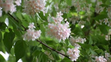 Bahçedeki güzel çiçekler