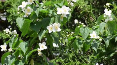 Bahçede yasemin çiçeği