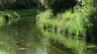 Ormanda yeşil çimenler