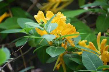 Güzel botanik fotoğrafı, doğal duvar kağıdı.
