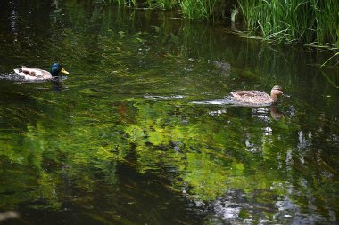Vahşi ördekler gölette suda yüzerler.