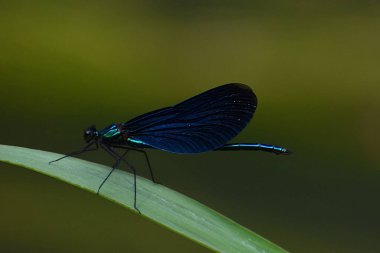 Yeşil bir yaprağın üzerinde güzel bir kelebek
