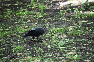 Çimenlerdeki siyah karga