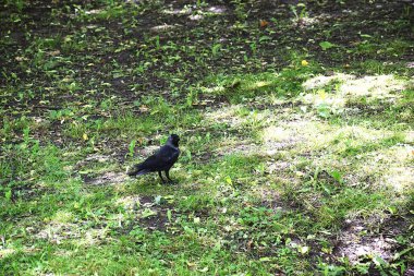 Siyah karga yeşil çimenlerde oturuyor.