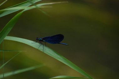 Yeşil yapraklı kelebek
