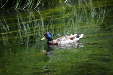 Göldeki yaban ördeği