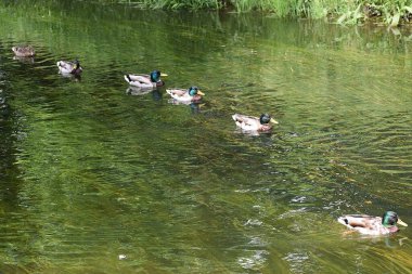 Sudaki vahşi ördekler