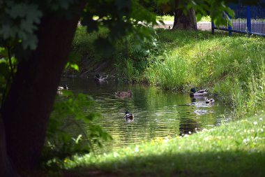 Yazın güzel göl manzarası