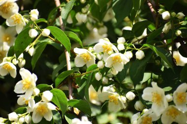 Bahçede güzel bahar çiçekleri