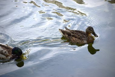 Ördekler gölde yüzer.