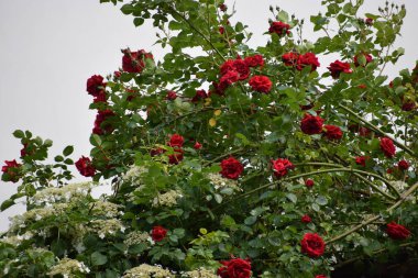 Bahçedeki güzel çiçekler