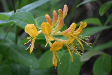 Güzel botanik fotoğrafı, doğal duvar kağıdı.