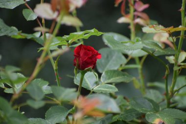 Bahçedeki kırmızı güller