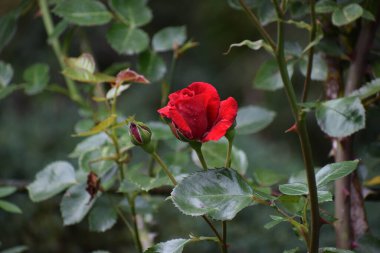 Bahçede kırmızı gül