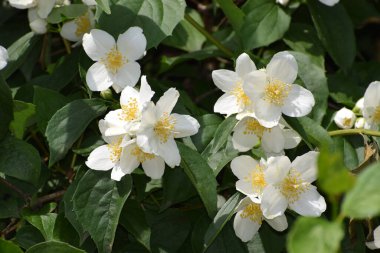 Bahçede beyaz çiçekler