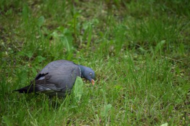 Parkta çimenlerin üzerinde güvercin