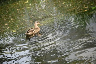 Ördek gölde yüzüyor..