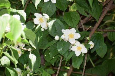 Bahçede beyaz çiçekler