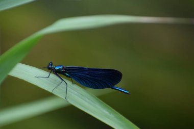 Güzel bir kelebeğin yakın çekimi.