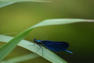 Yaprağın üzerinde kelebek