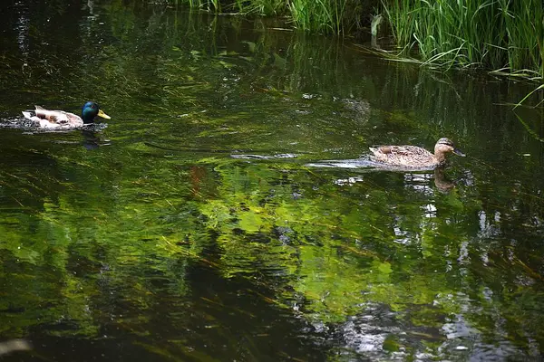 Vahşi ördekler gölette suda yüzerler.